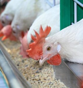 Beginner’s guide to starting poultry farming in Nigeria with tips on setup, costs, and profits.