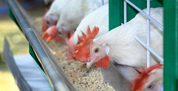 Beginner’s guide to starting poultry farming in Nigeria with tips on setup, costs, and profits.