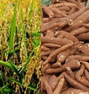 Modern Nigerian farmers exploring agribusiness opportunities in 2025 with food processing and crop production