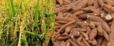 Modern Nigerian farmers exploring agribusiness opportunities in 2025 with food processing and crop production