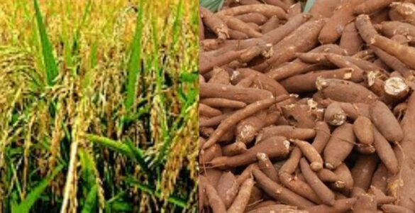 Modern Nigerian farmers exploring agribusiness opportunities in 2025 with food processing and crop production