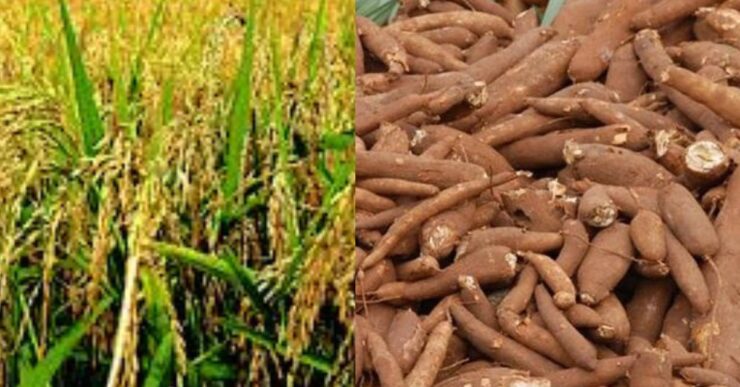 Modern Nigerian farmers exploring agribusiness opportunities in 2025 with food processing and crop production