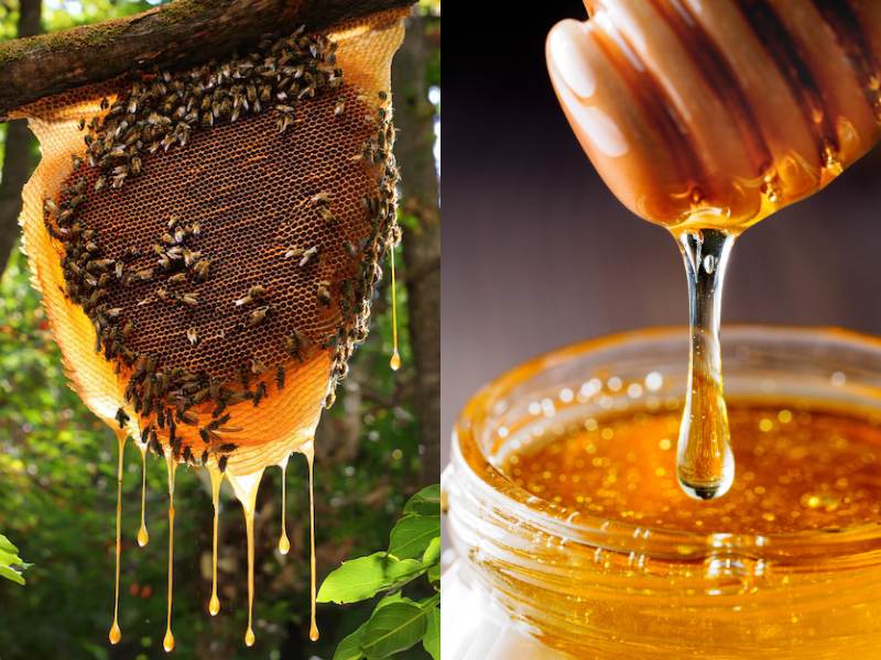 Honey Sourcing and Retail Business in Nigeria