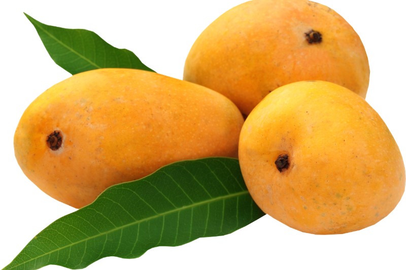 Fresh mango for smoothie business in Nigeria